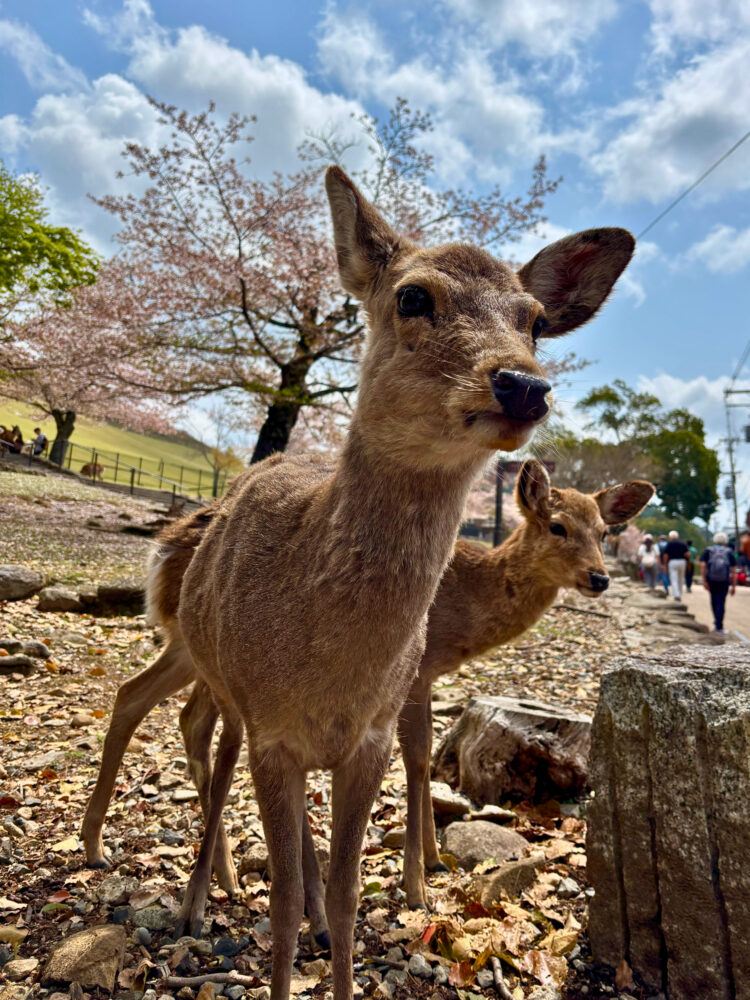 春日大社へ行く途中で出会った鹿のアップ写真