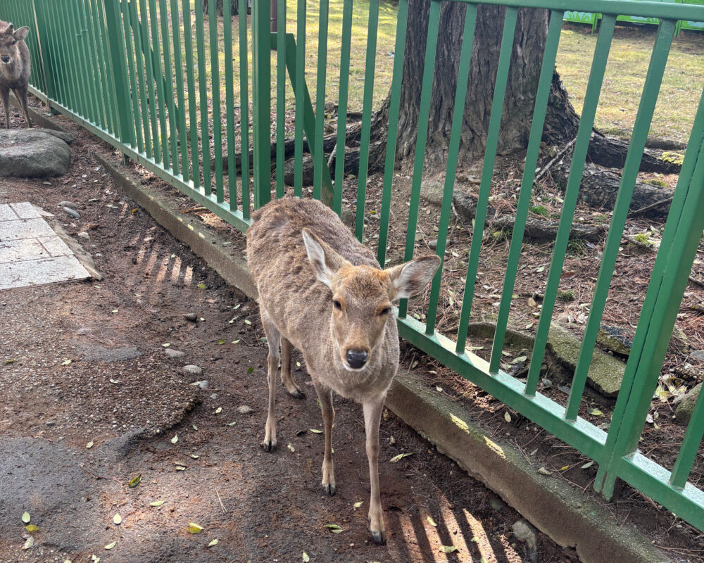 奈良駅を降りて街の中心部にいる鹿の様子