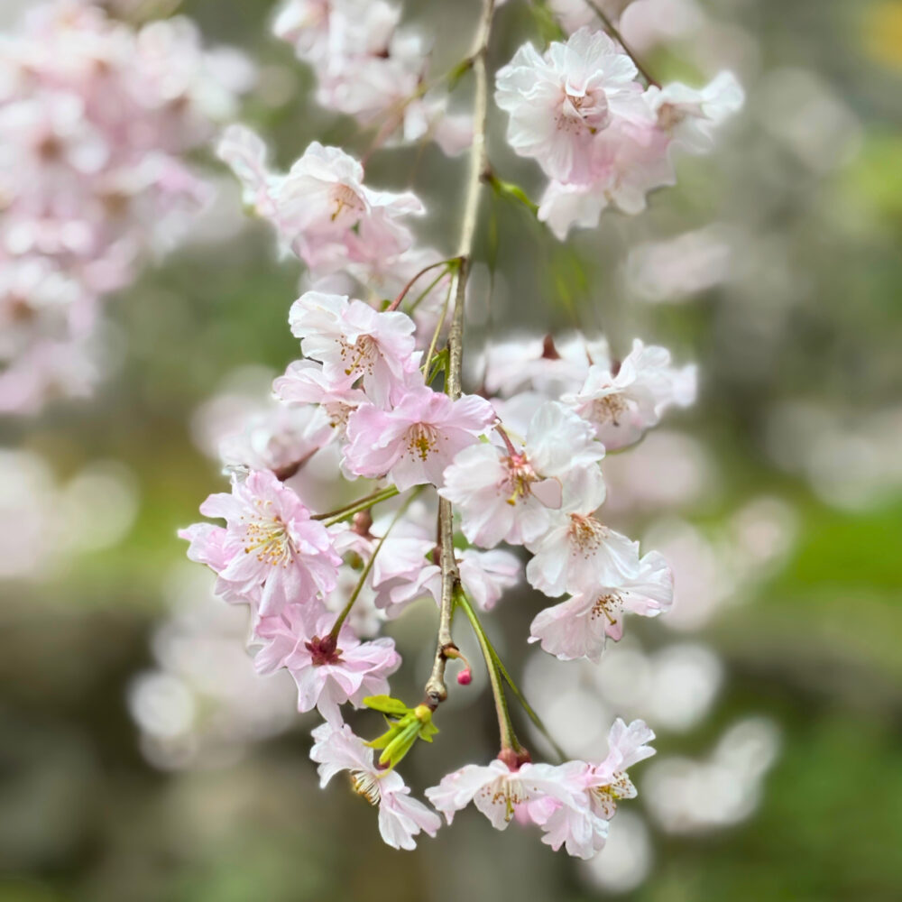 長谷寺・桜のアップ写真