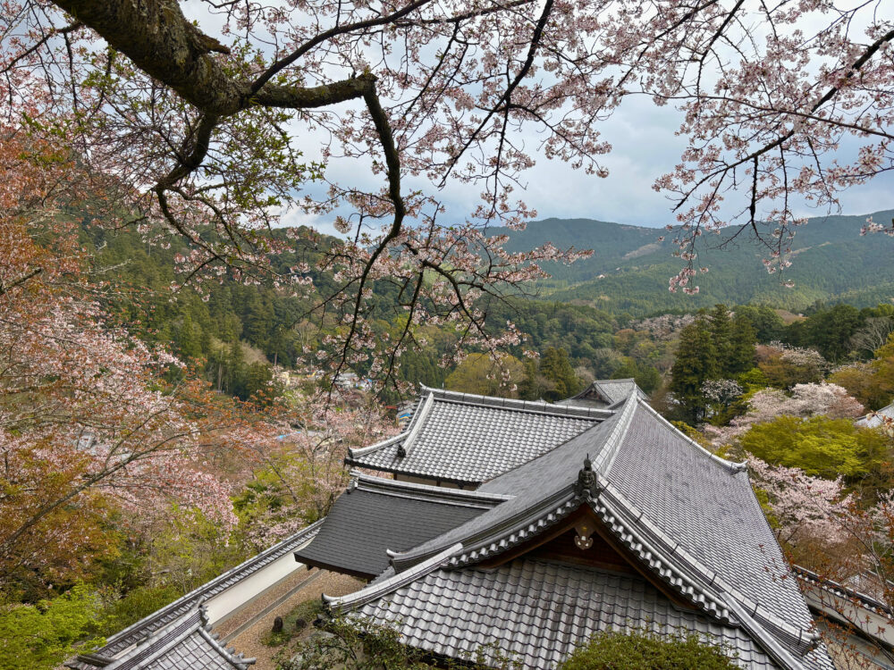 長谷寺の桜