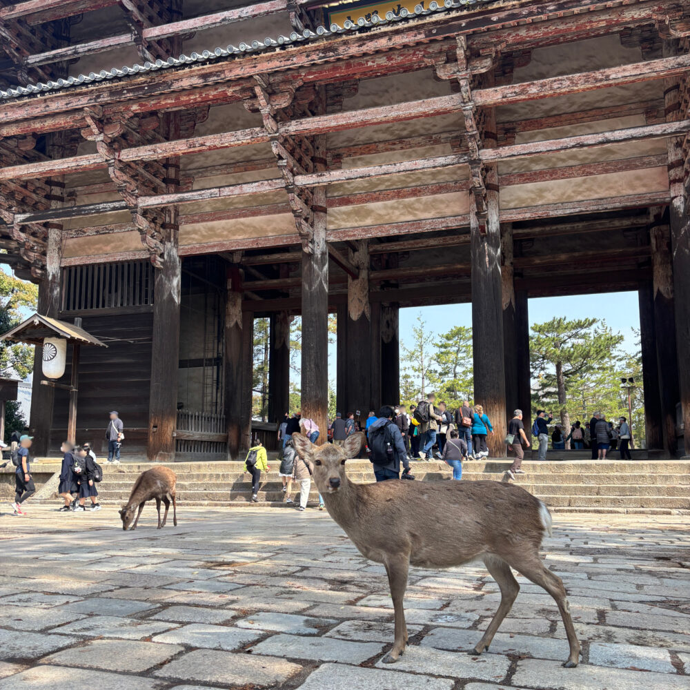 南大門を背景にした鹿