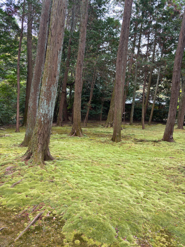 唐招提寺・鑑真和尚の御廟（墓所）前の苔むす庭