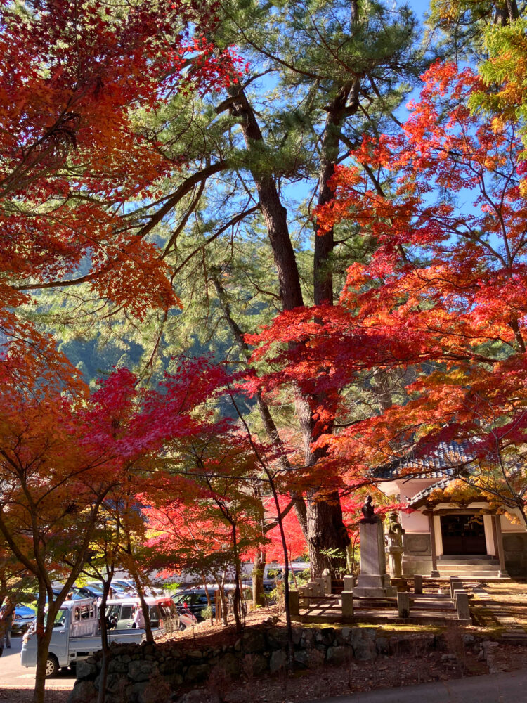 紅葉で真っ赤に染まった木