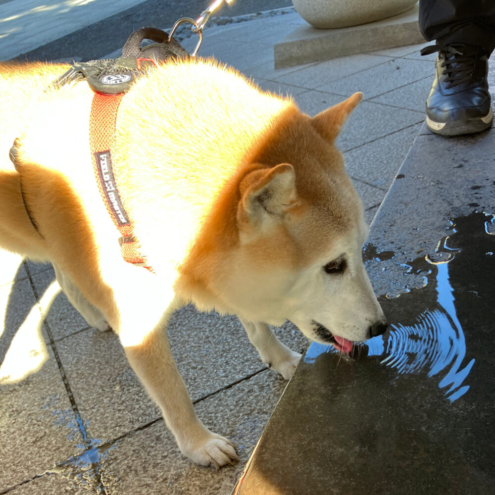 水屋の水を飲む犬