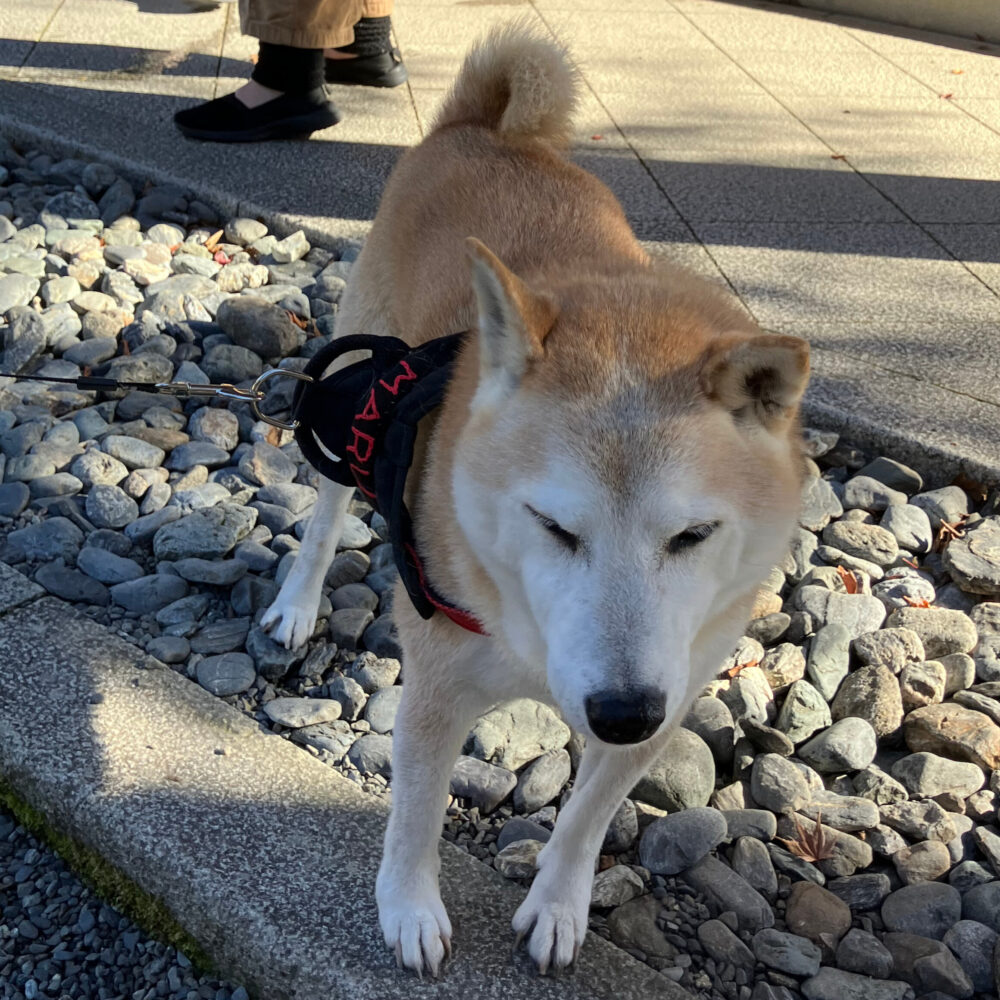 久遠寺で出会った犬