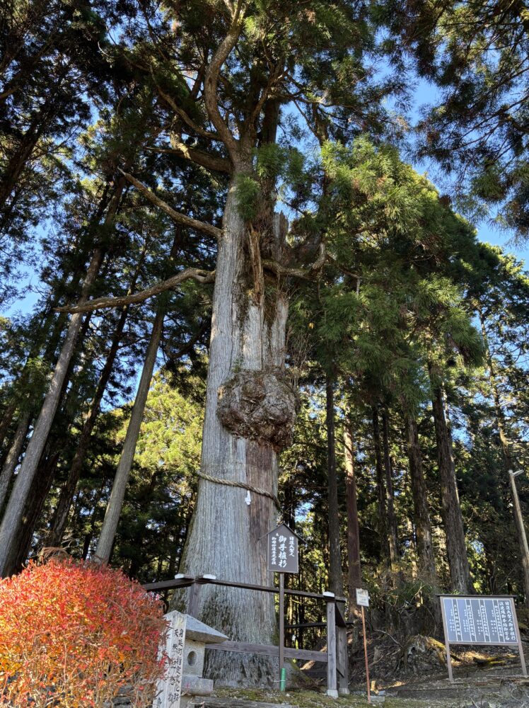 御母 妙蓮尊尼杉