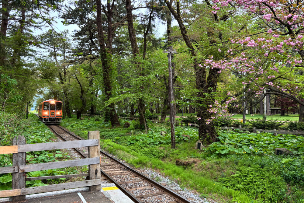 木立の中をカフェに隣接した駅のホームに向かって電車が走ってくる様子。