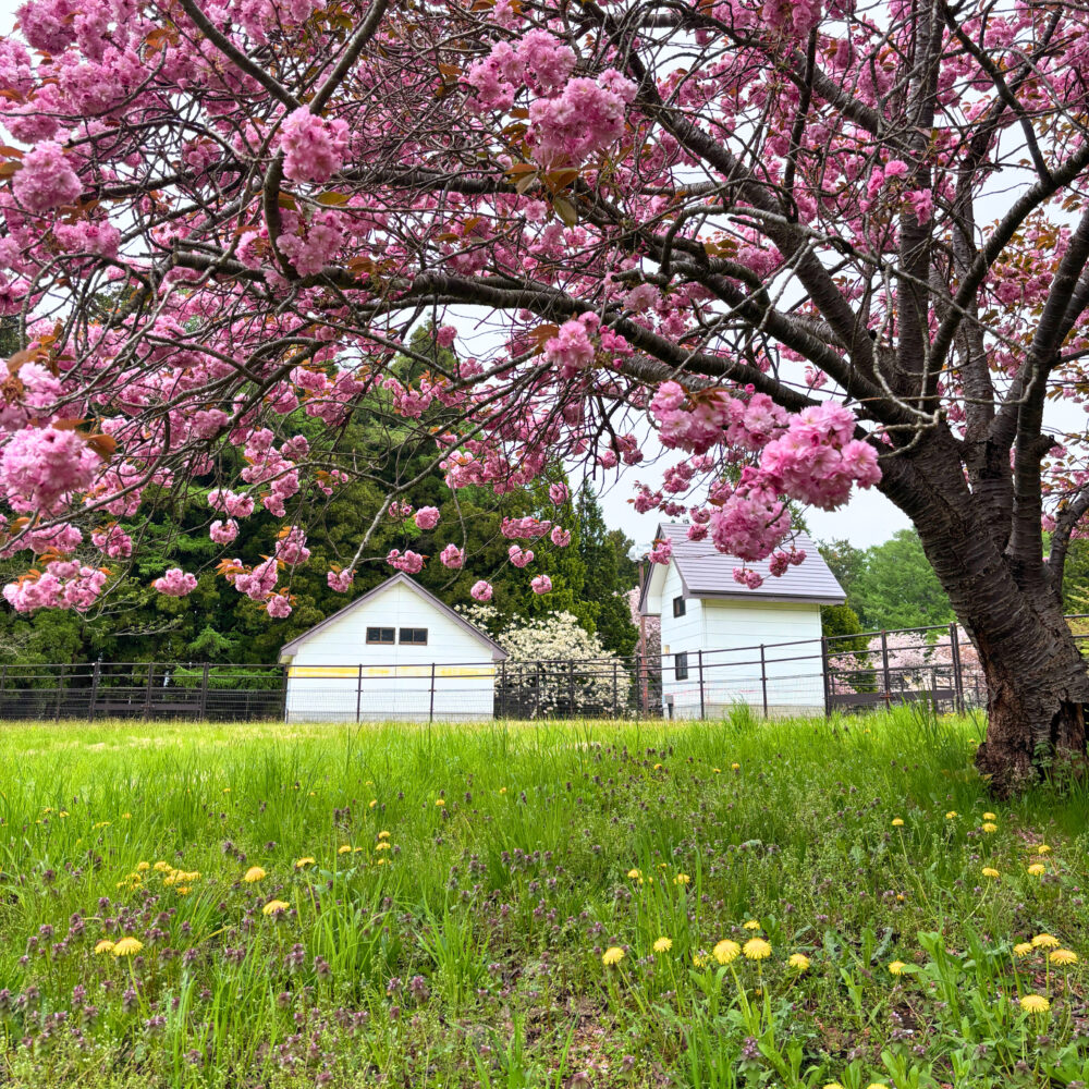 公園内に咲く八重桜。