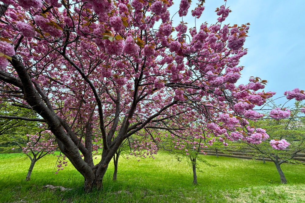 公園内に咲く八重桜。