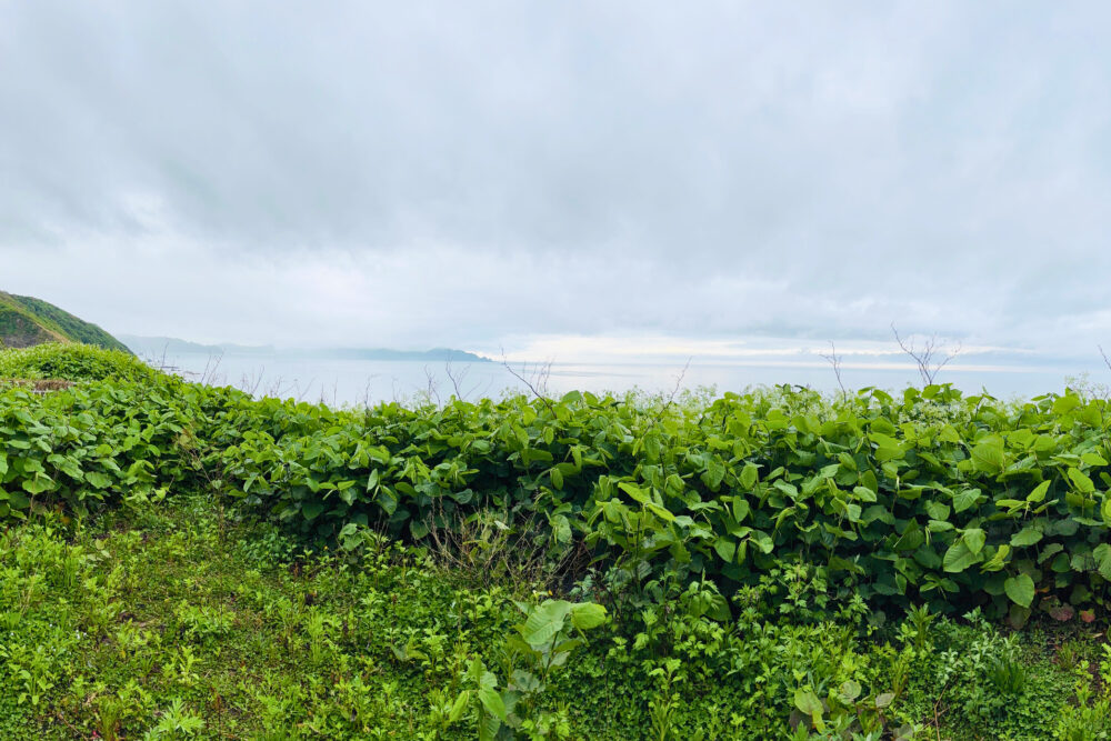 ドライブの休憩時に日本海を眺めた景色。