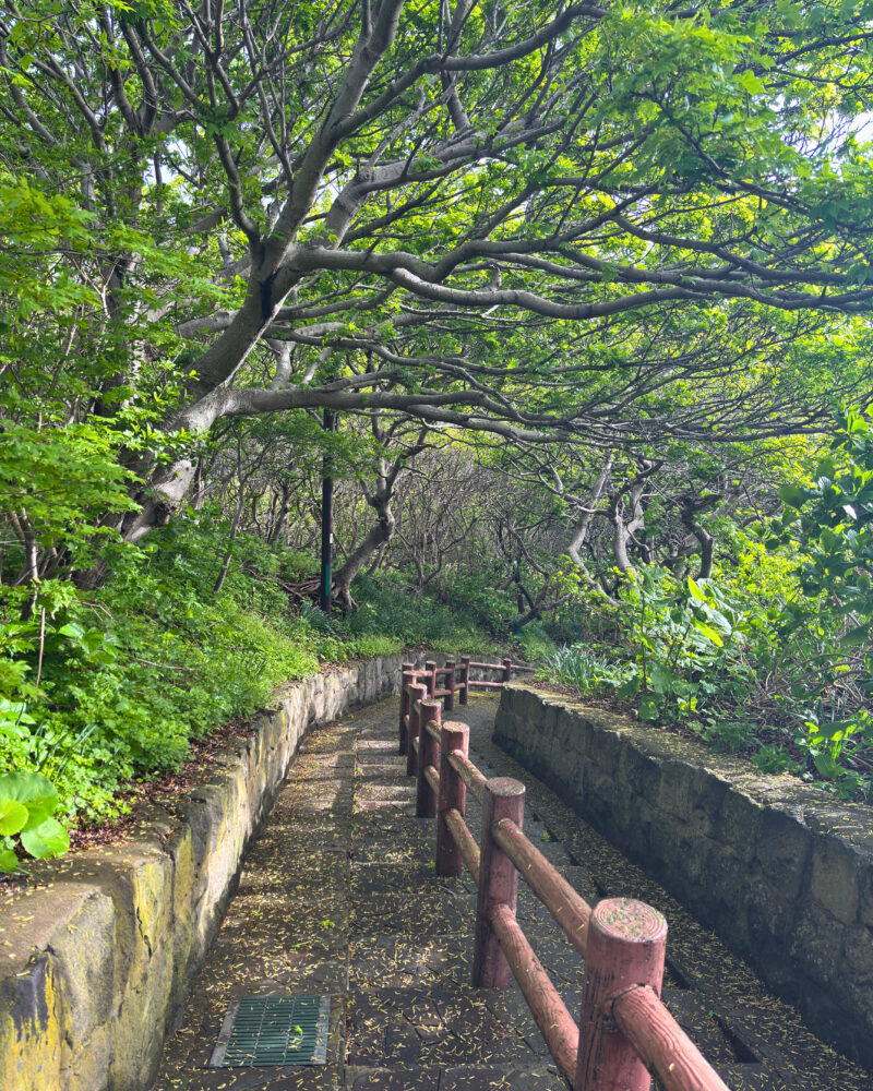 階段国道を歩いて行く様子。木立に囲まれたきれいな道。