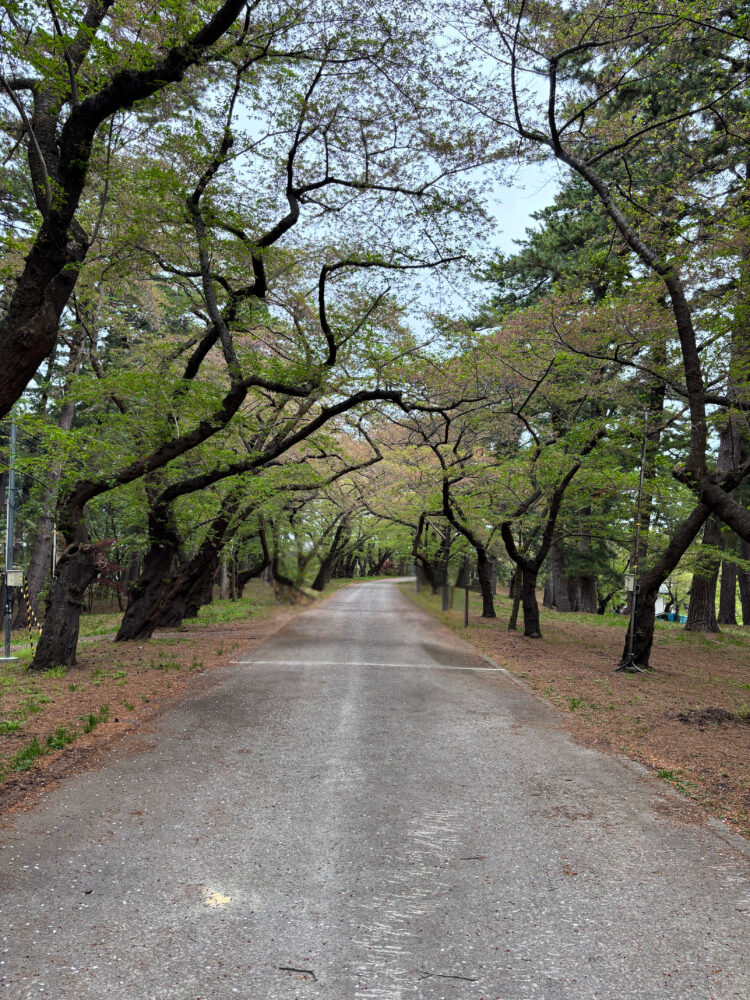 芦野公園の様子。木々に囲まれた歩きやすい道。
