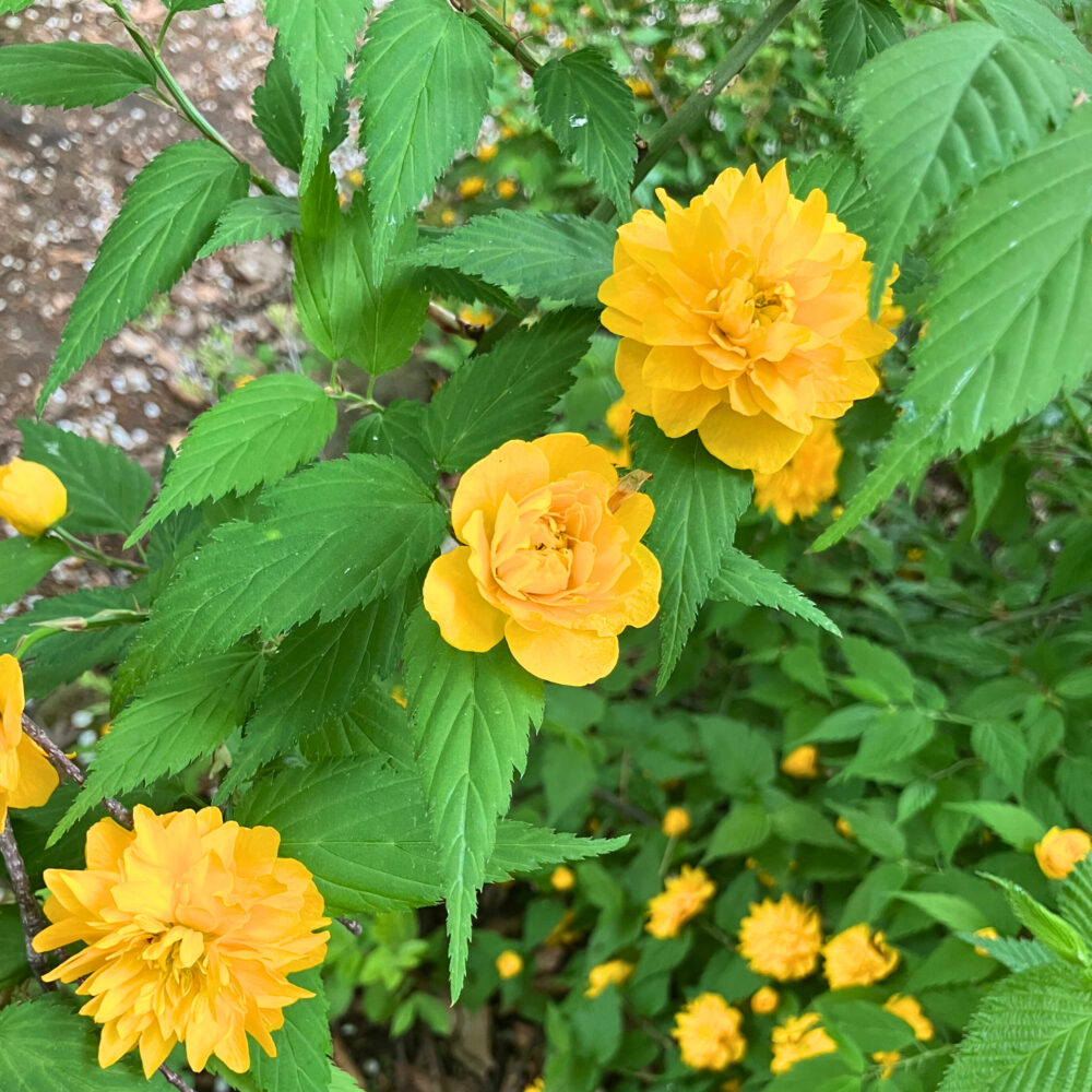 弘前城植物園で咲くヤマブキの花