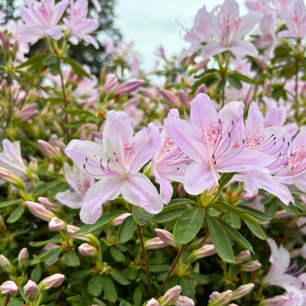 弘前城植物園で咲く白つつじ