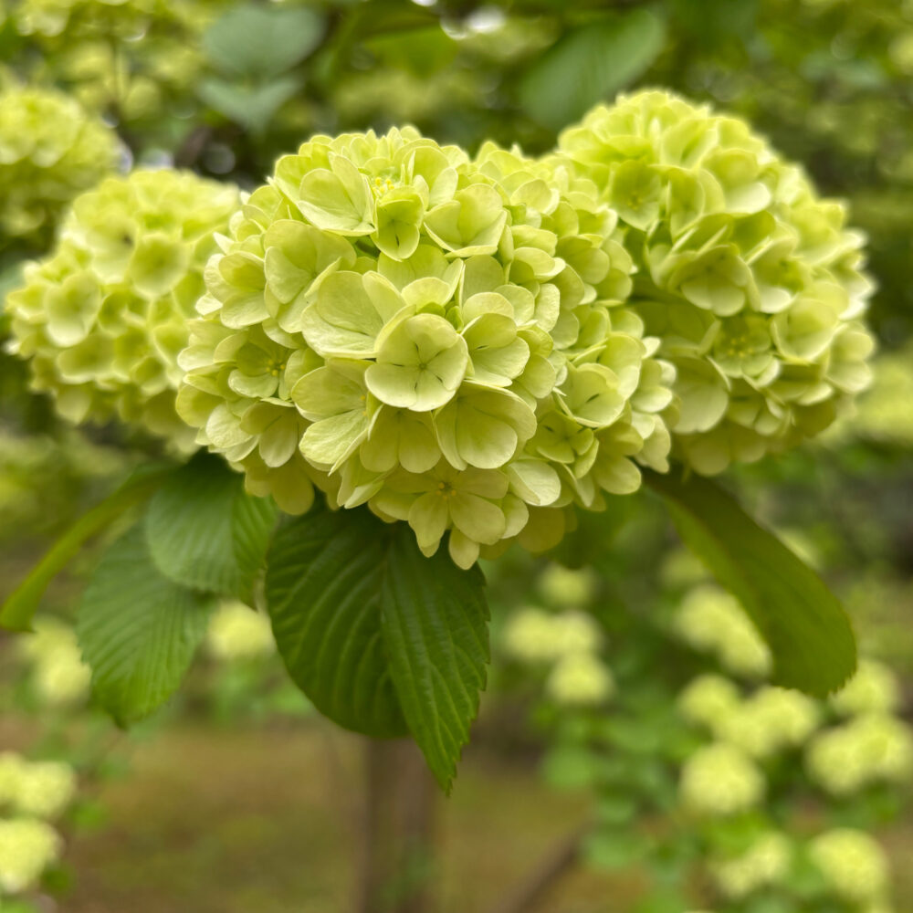 弘前城植物園で咲くオオデマリの花