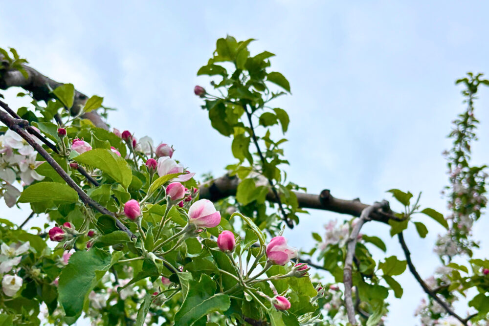 リンゴの木のアップ写真。淡いピンクの花とつぼみがかわいらしい。