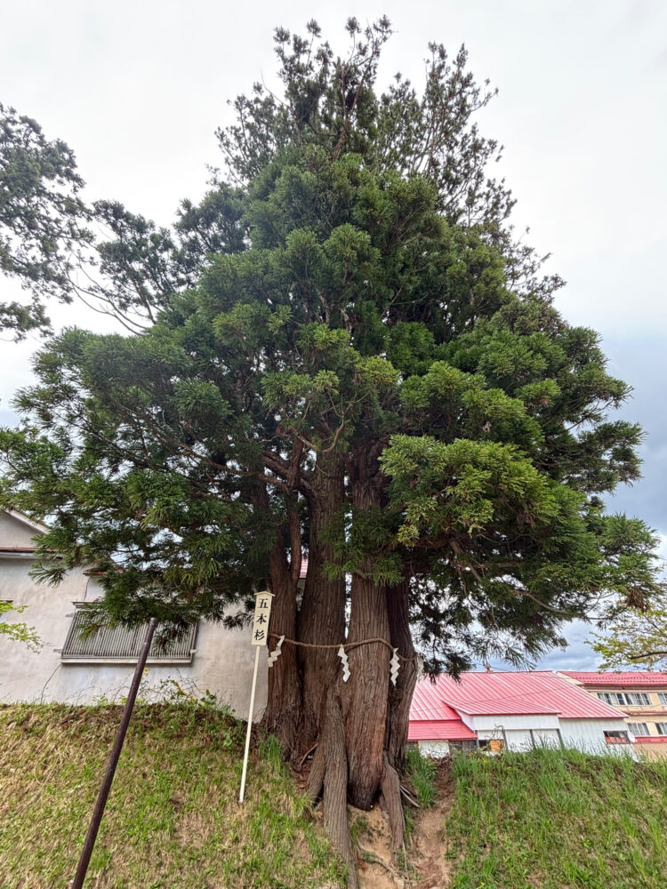 五本杉。1本の根から5本の幹が分かれて伸びている。