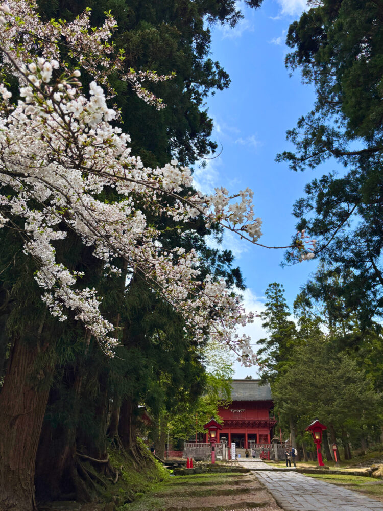 楼門を背景に、オオヤマザクラの淡いピンクの花