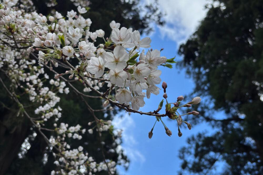 オオヤマザクラのアップ写真