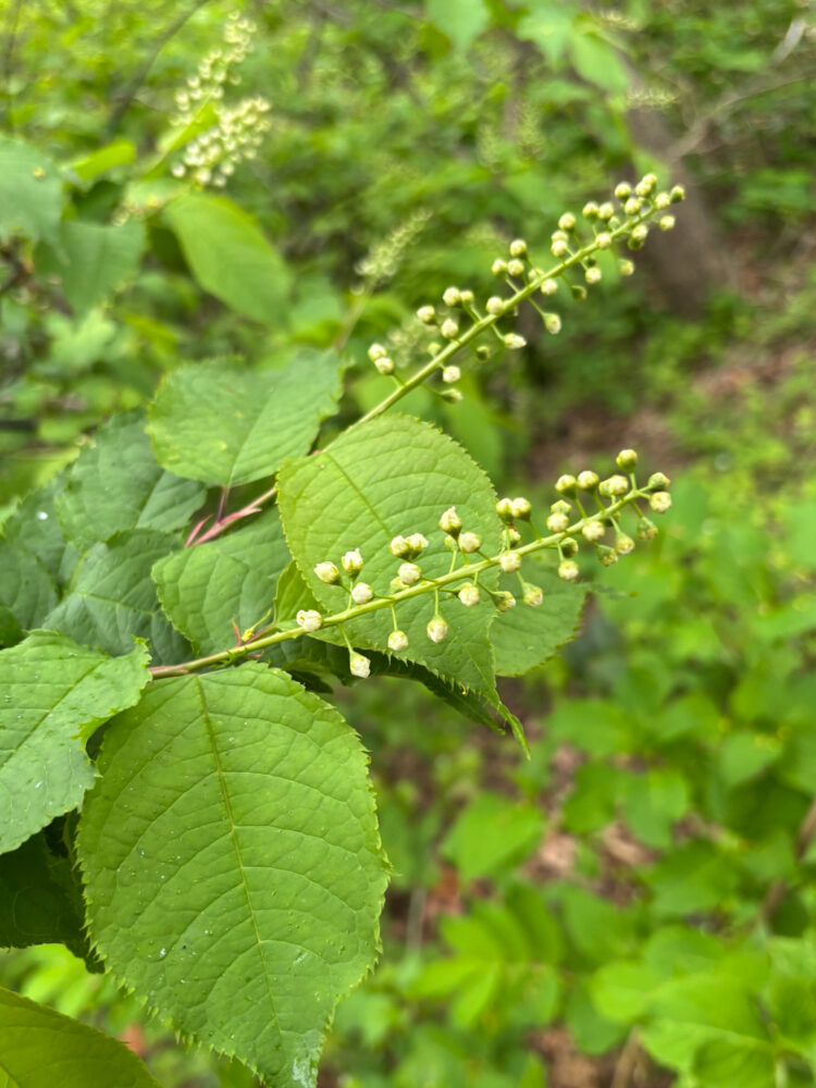 階段の脇に生えていた植物。