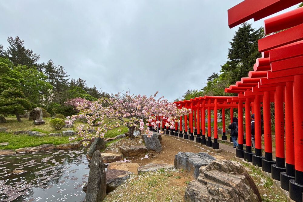 連なった鳥居と桜の木。