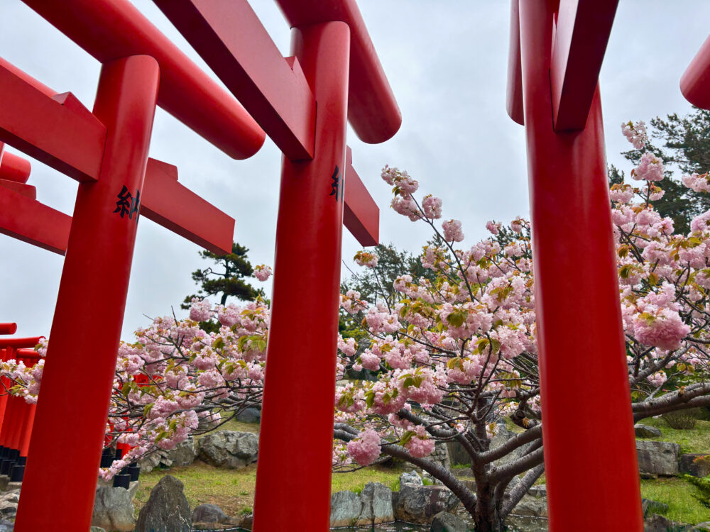 連なった鳥居と桜の木。