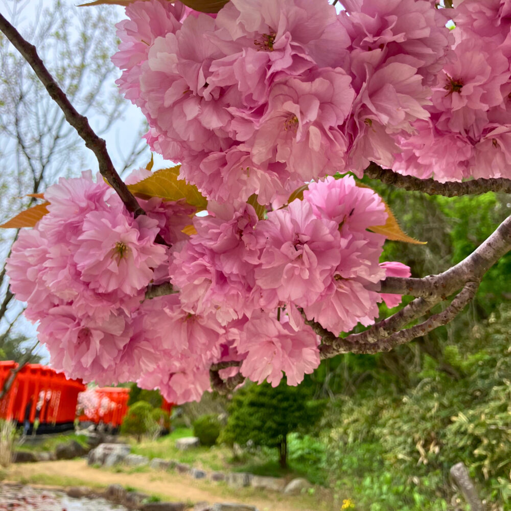 八重桜を間近に見た様子。背景に赤い鳥居がみえる。