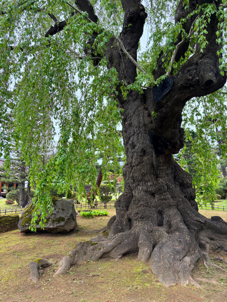 高台部の樹齢150年以上とされるシダレザクラ。