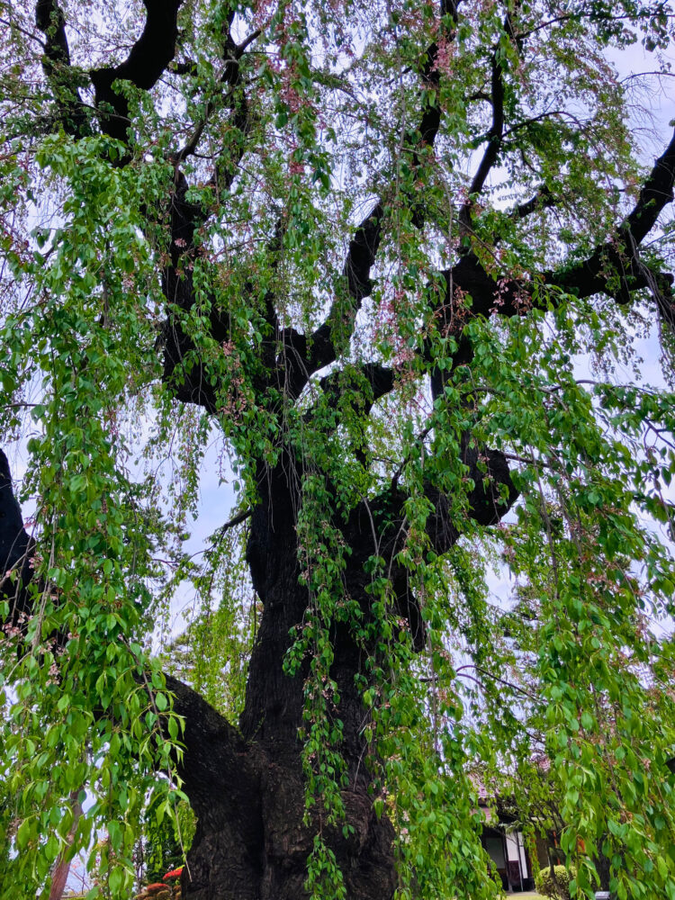 高台部の樹齢150年以上とされるシダレザクラ。角度を変えて。
