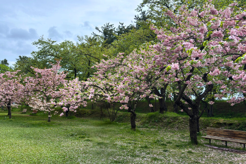 ピクニック広場で満開の八重桜が立ち並んでいる様子
