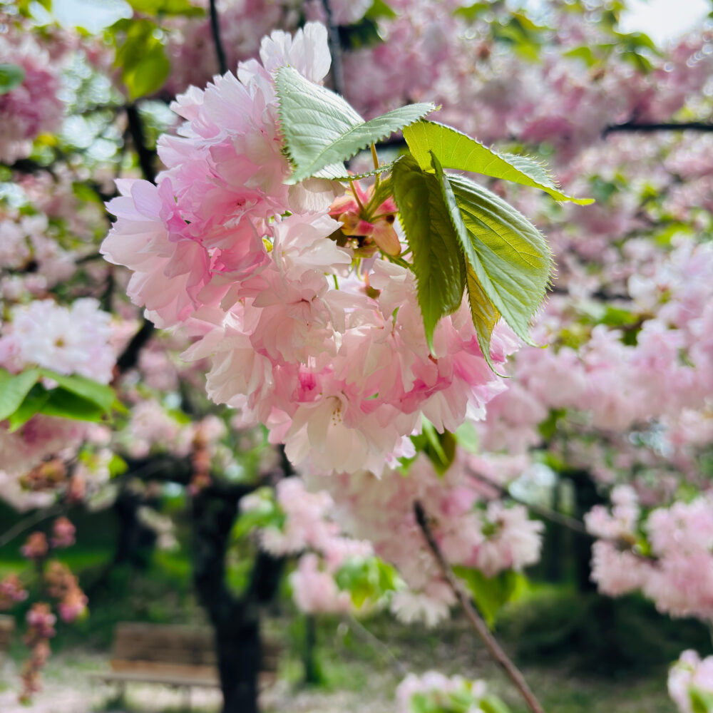 ピクニック広場に咲く八重桜「東錦」のアップ写真