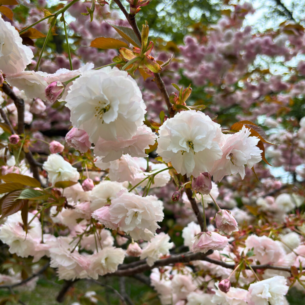 ピクニック広場に咲く八重桜「松月」のアップ写真