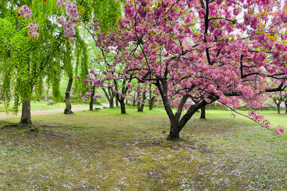 新緑と満開の八重桜が立ち並ぶピクニック広場の様子