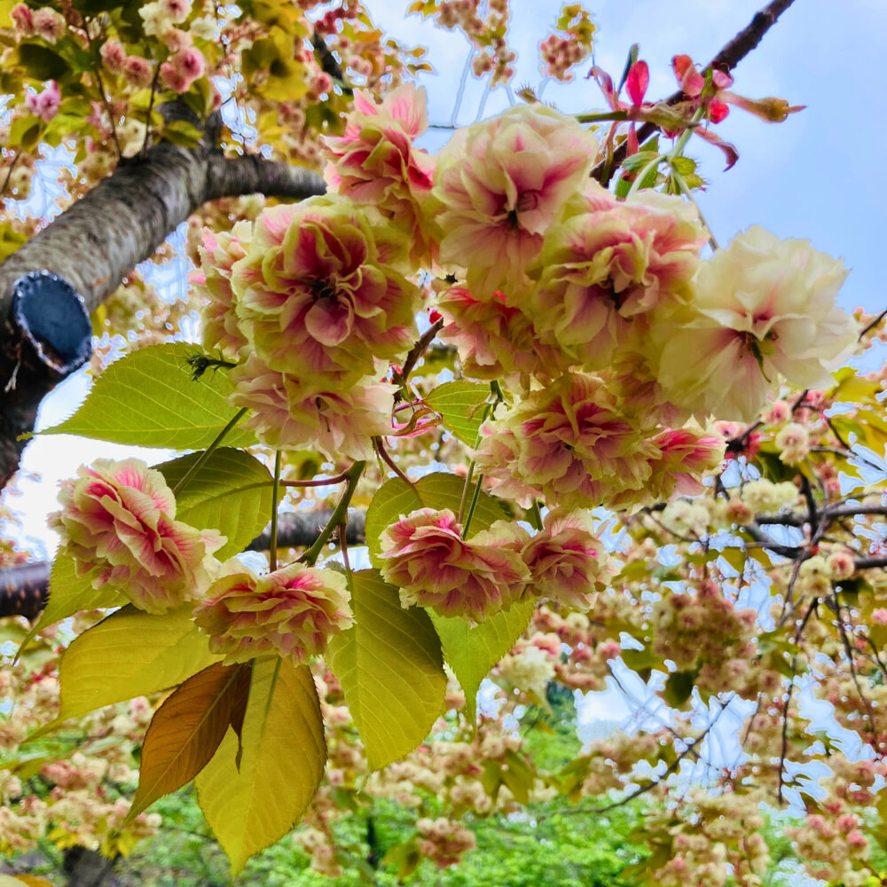 須磨浦普賢象のアップ