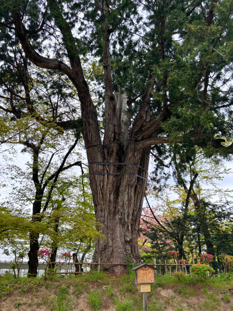 天守へ向かう途中にあったネズコの巨木