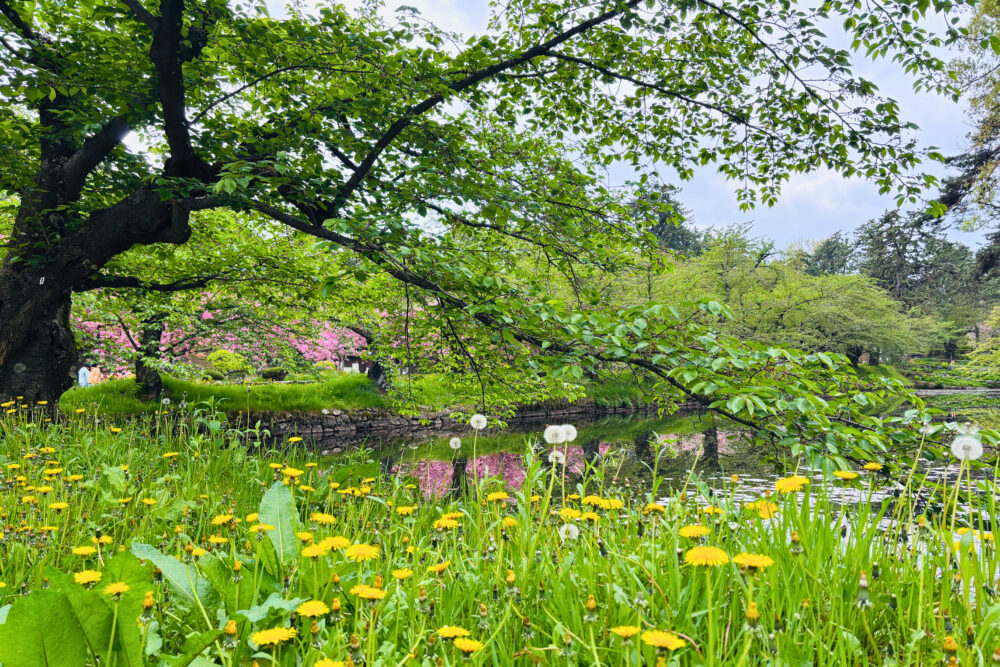 堀沿いにたんぽぽと桜が咲く春らしい景色