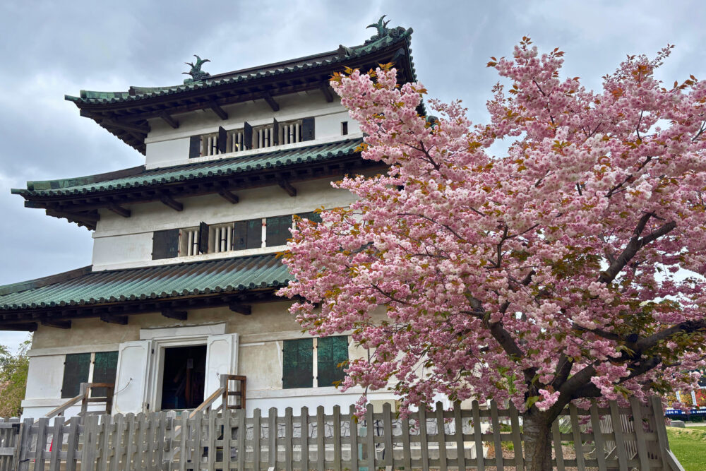 弘前城と桜