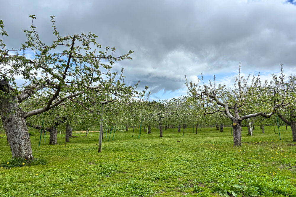 リンゴ畑の様子。