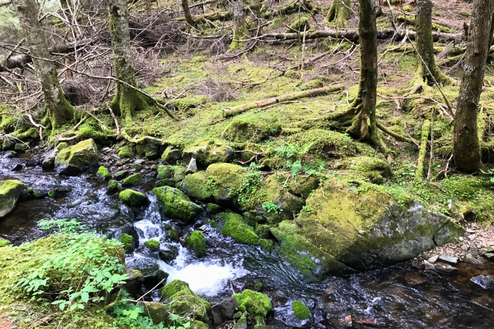 テイ沢付近の苔むした岩と沢の流れ