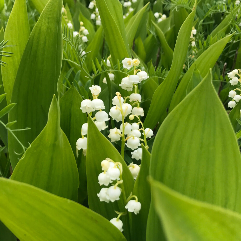 ドイツすずらんのアップ