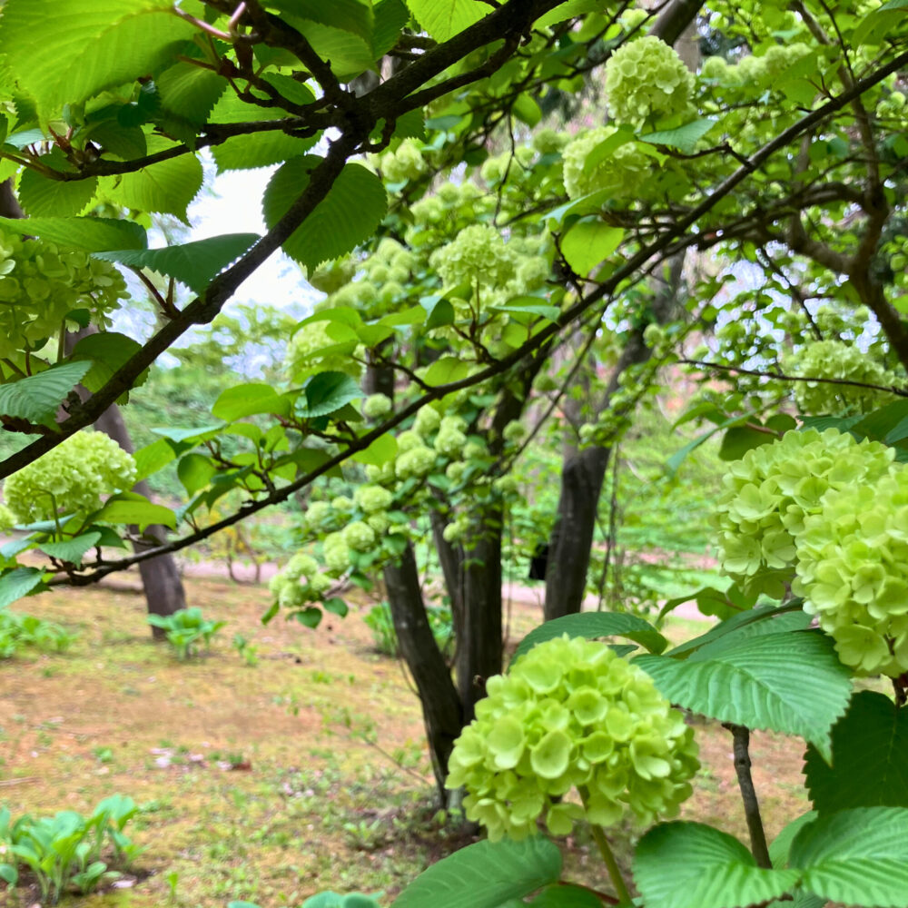 弘前城植物園で咲くオオデマリの花