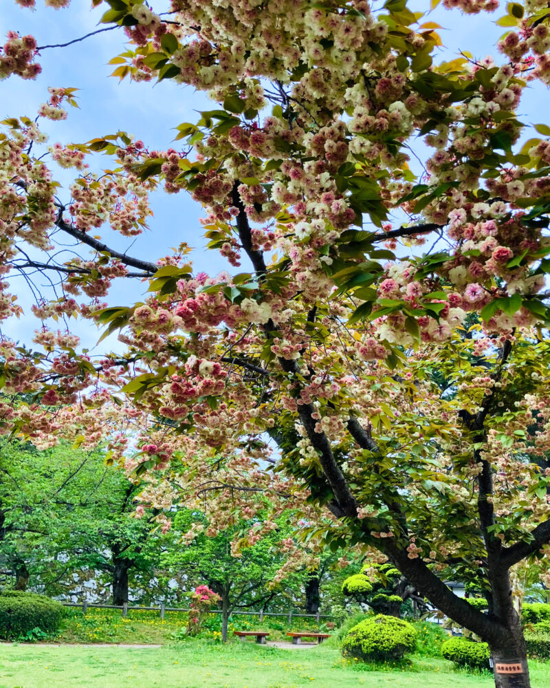 北の郭跡で、須磨浦普賢象を下から見上げた様子。