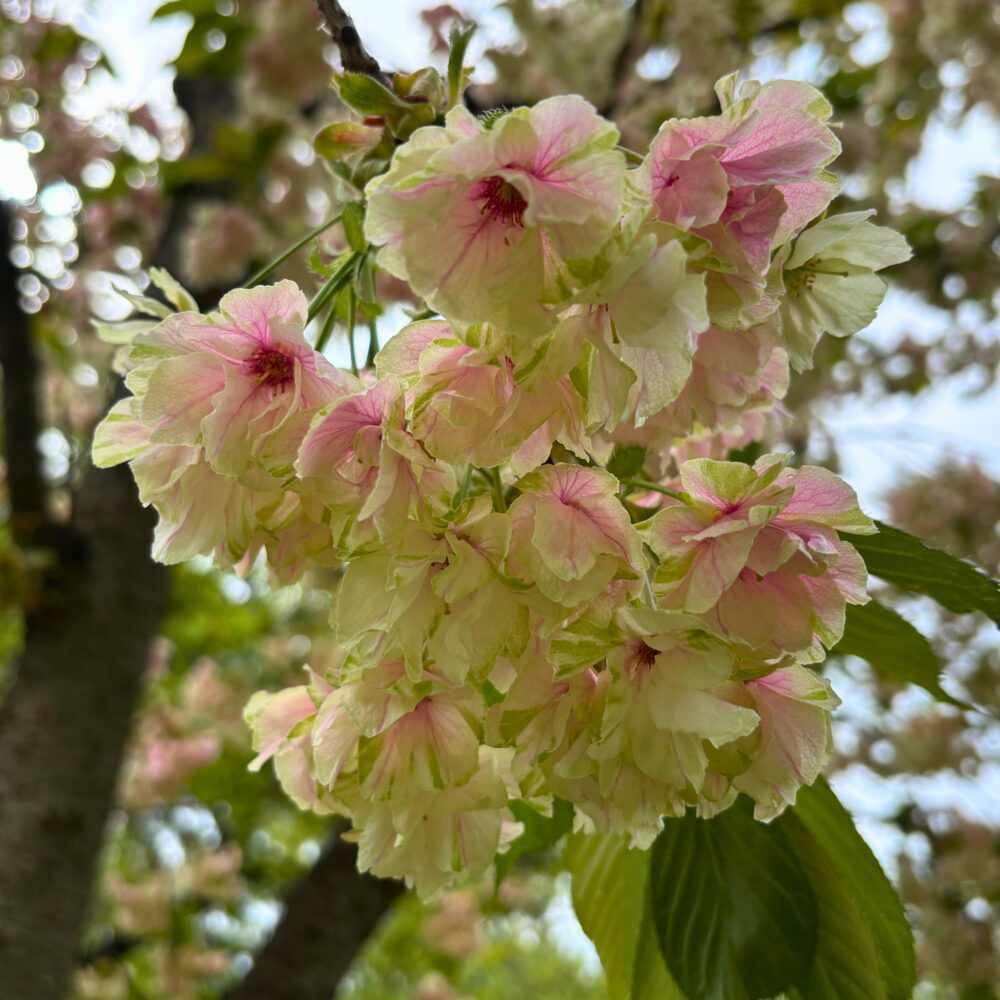 ピクニック広場に咲く八重桜「欝金」のアップ写真