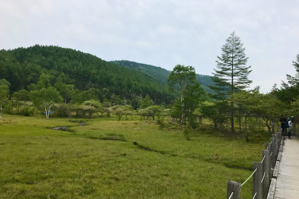 大阿原湿原の木道と草原の風景