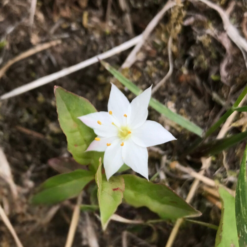 花畑に咲くツマトリソウのアップ