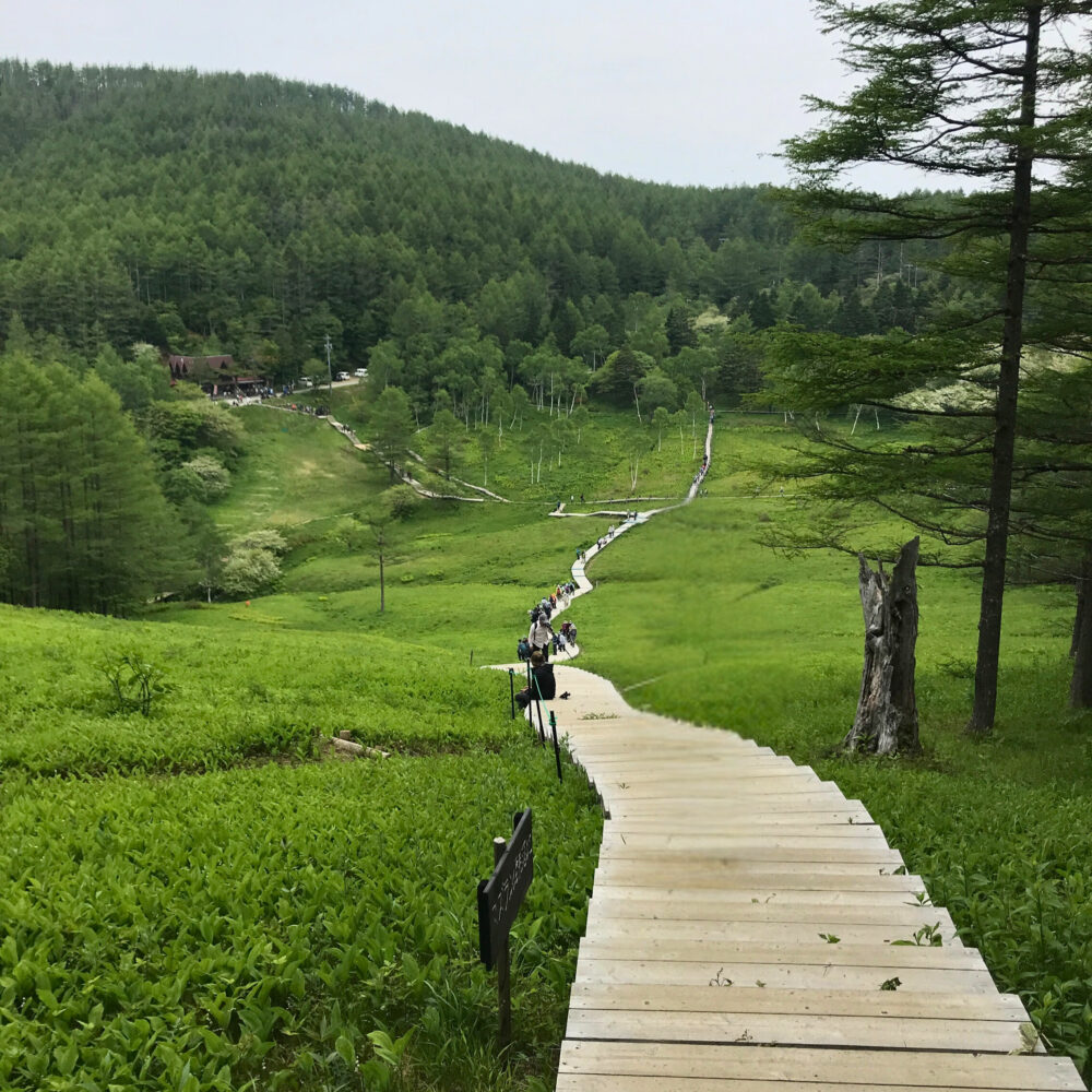 木道が続く入笠湿原の全景