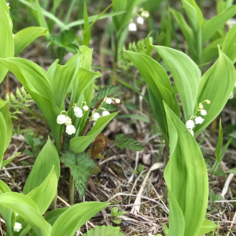 湿原に咲く日本すずらんのアップ