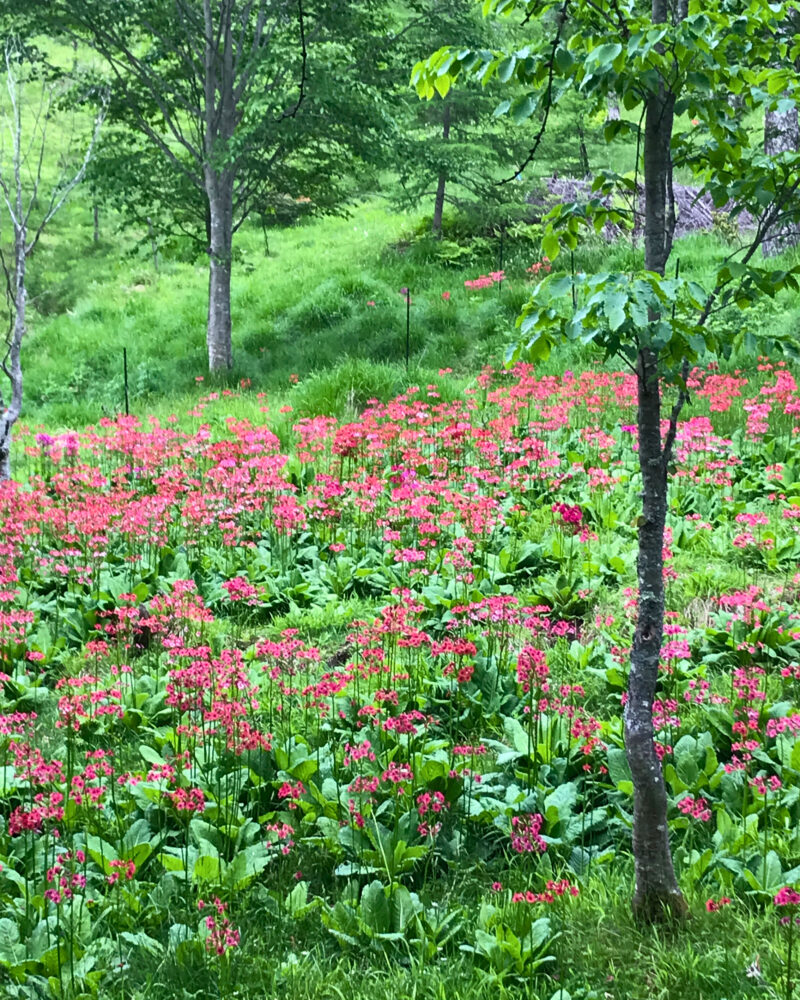 入笠山の花畑へ向かう途中に広がるクリンソウと木立
