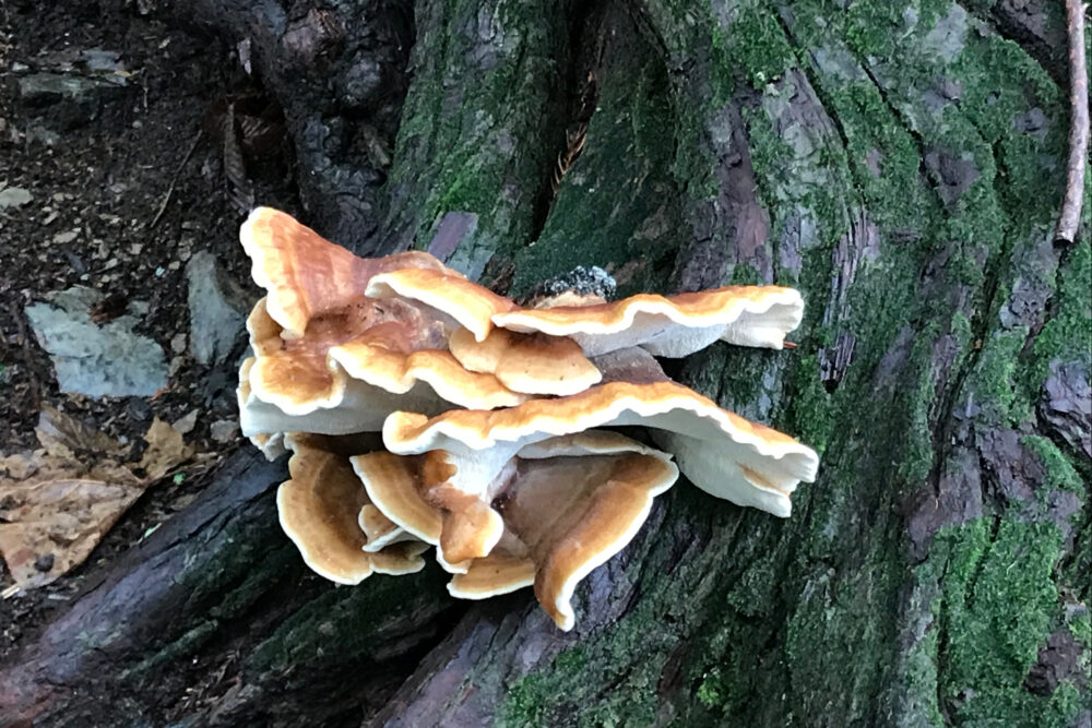 参道で見かけた木に生えたキノコ
