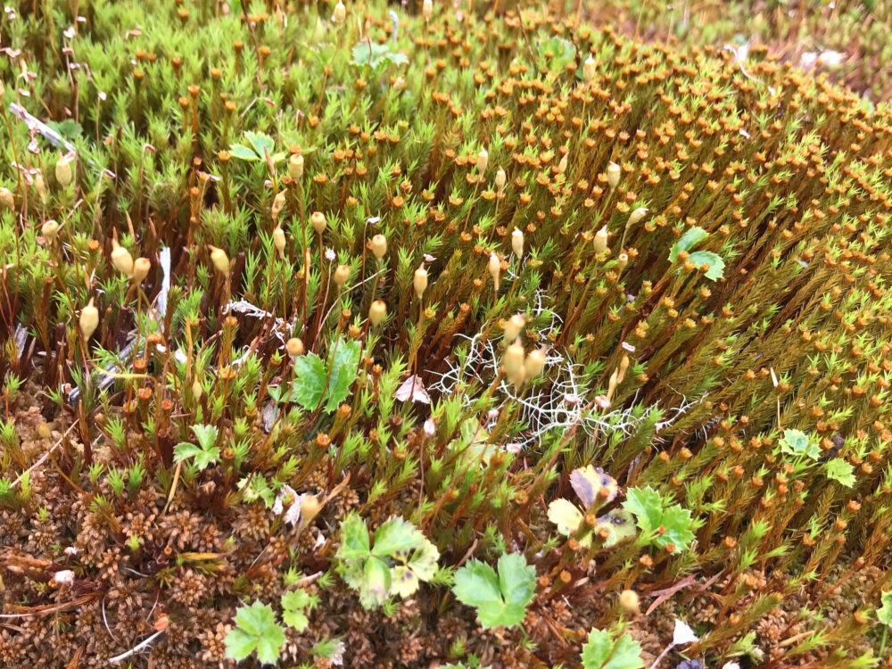 湿原に群生するスギゴケ